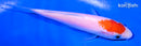 5" KOHAKU