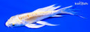 5" DOITSU LEMON HARIWAKE BUTTERFLY