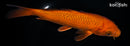 7.75" CHAGOI