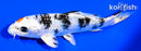 5.5" YAMATO NISHIKI