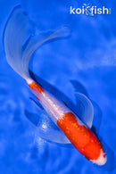 7.75" GINRIN KOHAKU BUTTERFLY