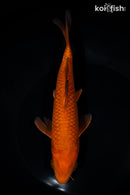 7.75" CHAGOI