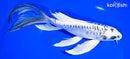 9.5" DOITSU GIN MATSUBA BUTTERFLY