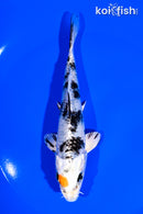 5.5" YAMATO NISHIKI