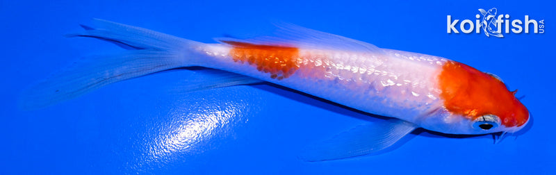 4.5" GINRIN NIDAN KOHAKU BUTTERFLY