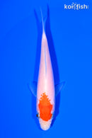 5" KOHAKU