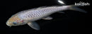 6.75" DOITSU SORAGOI