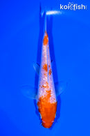 5.75" GINRIN KOHAKU