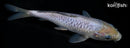 6.75" DOITSU SORAGOI