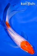 4.5" GINRIN NIDAN KOHAKU BUTTERFLY