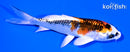 4.25" KUJAKU