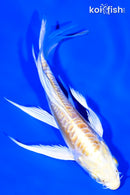 5" DOITSU LEMON HARIWAKE BUTTERFLY