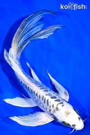 9.5" DOITSU GIN MATSUBA BUTTERFLY