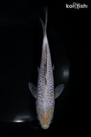 6.75" DOITSU SORAGOI