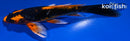 6.5" DOITSU ORENJI MATSUBA BUTTERFLY