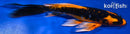 6.5" DOITSU ORENJI MATSUBA BUTTERFLY