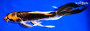 9.5" ORENJI MATSUBA BUTTERFLY