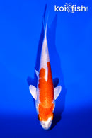 5.5" HARIWAKE
