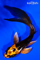 5" BENI KIKOKURYU BUTTERFLY