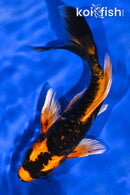 6.5" DOITSU ORENJI MATSUBA BUTTERFLY
