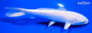 6" PLATINUM OGON