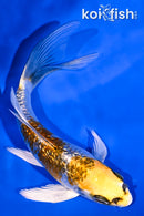 4.5" GINRIN KUJAKU BUTTERFLY