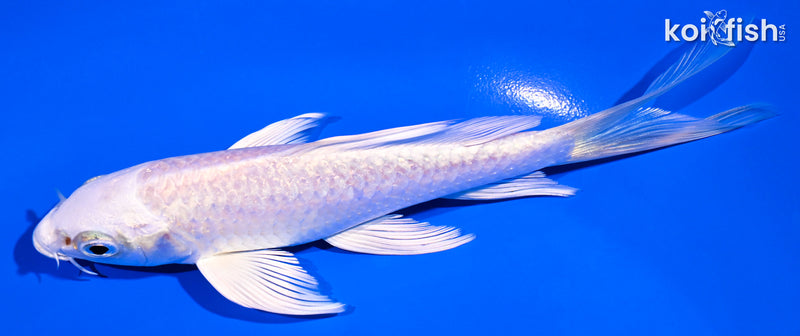 5.5" PLATINUM OGON BUTTERFLY