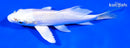 5.25" PLATINUM OGON BUTTERFLY