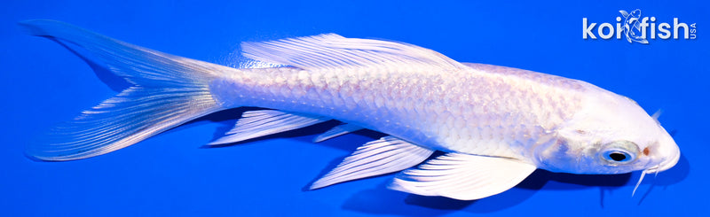 5.5" PLATINUM OGON BUTTERFLY