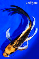 9.5" ORENJI MATSUBA BUTTERFLY