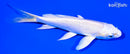 5.25" PLATINUM OGON BUTTERFLY