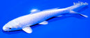 6" PLATINUM OGON