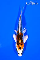 4.25" KUJAKU
