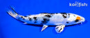 5.5" YAMATO NISHIKI