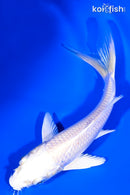 5.25" PLATINUM OGON BUTTERFLY