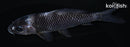 4.5" SHIRO UTSURI