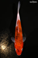 10.25" GOROMO