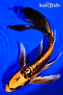 9.5" DOITSU ORENJI MATSUBA BUTTERFLY