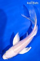 5.5" PLATINUM OGON BUTTERFLY