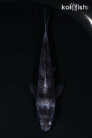 4.5" SHIRO UTSURI