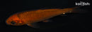 4.5" CHAGOI