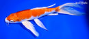9.5" HARIWAKE BUTTERFLY