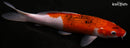 10.25" GOROMO