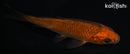 4.5" CHAGOI