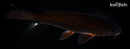 7.75" CHAGOI