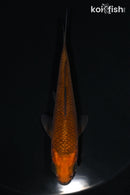 4.5" CHAGOI