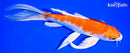 9.5" HARIWAKE BUTTERFLY