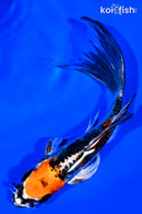 5.5" BENI KIKOKURYU BUTTERFLY