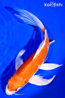 9.5" HARIWAKE BUTTERFLY
