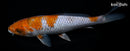 7.25" OCHIBA SHIGURE